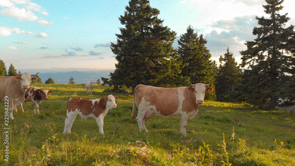 AERIAL: White and brown cows standing in a meadow on a sunny day in Slovenia.