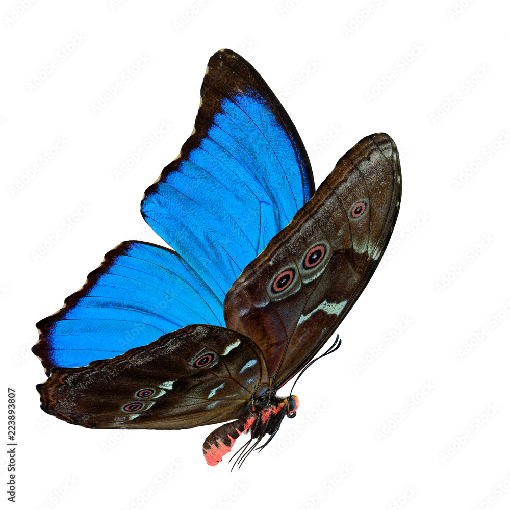 The beautiful hybrid blue butterfly, blue Morphoto butterfly isolated on white background