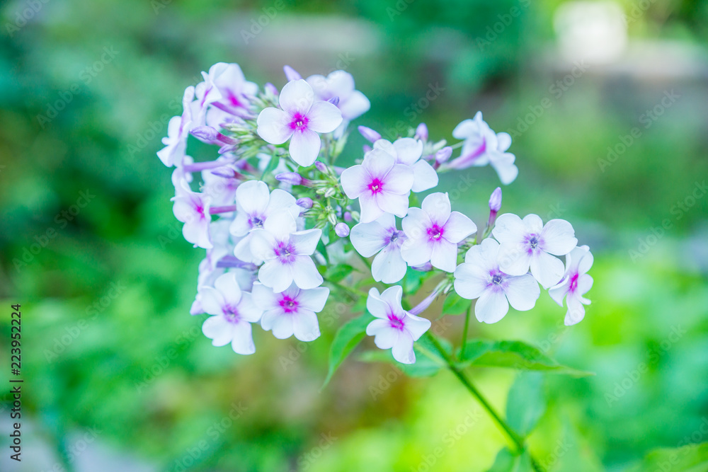 花园里的福禄克斯。浅景深。