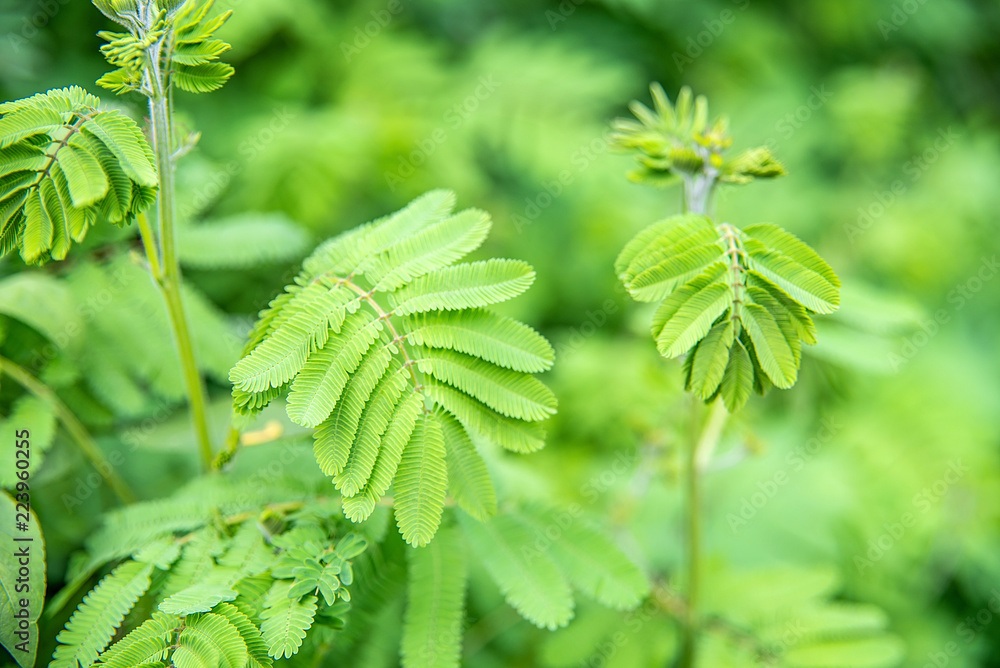 含羞草嫩叶