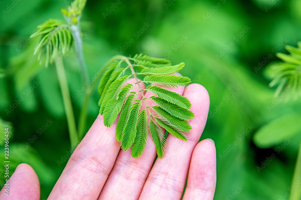 触摸含羞草