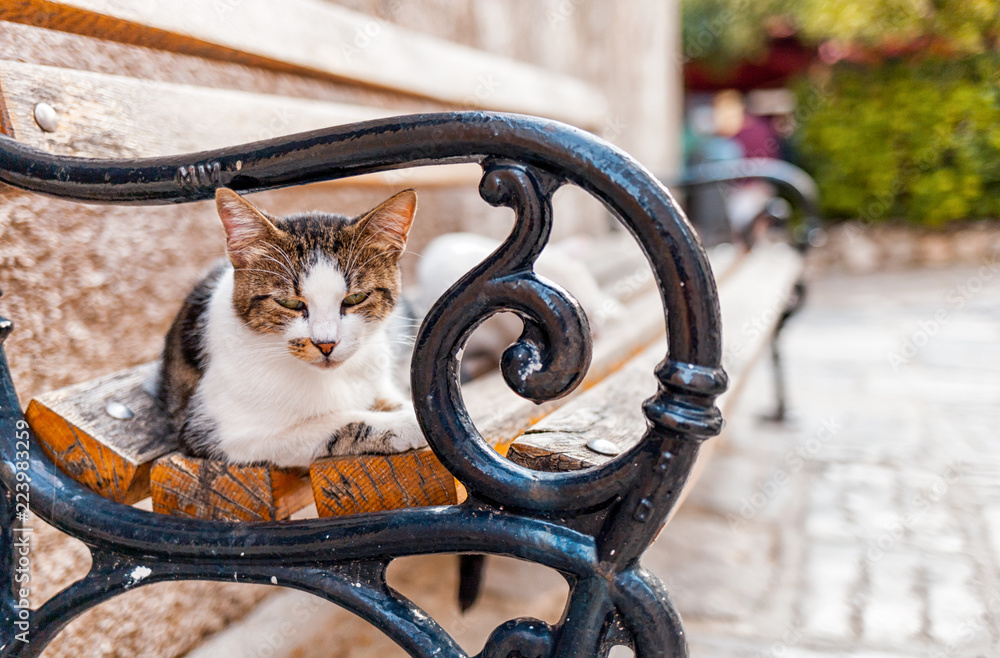 Sleeping cat on traditional bench on street