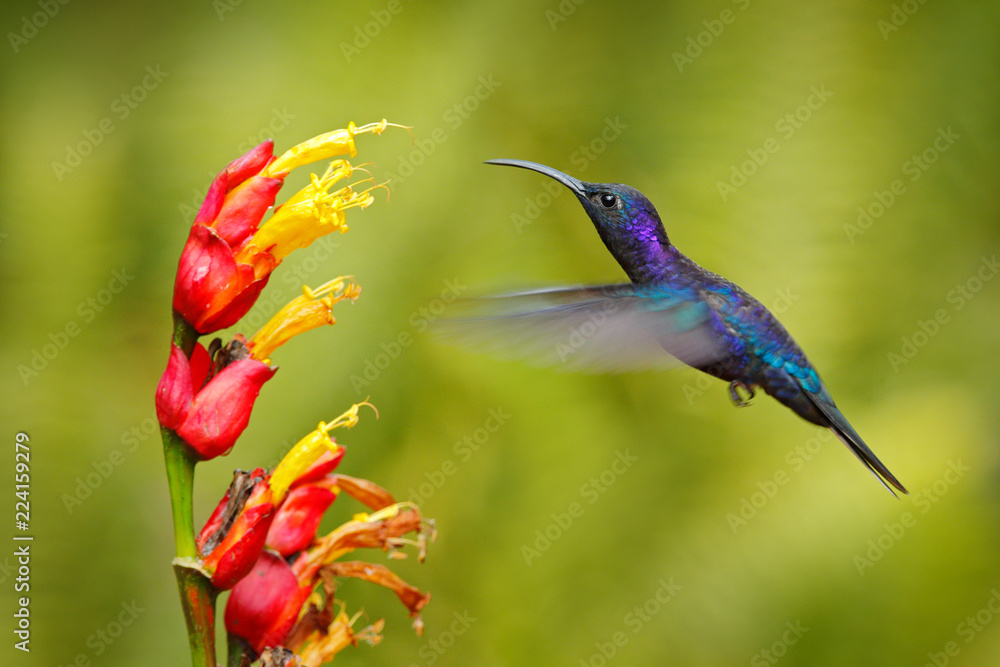 Big blue hummingbird Violet Sabrewing flying next to beautiful red flower with clear green forest na