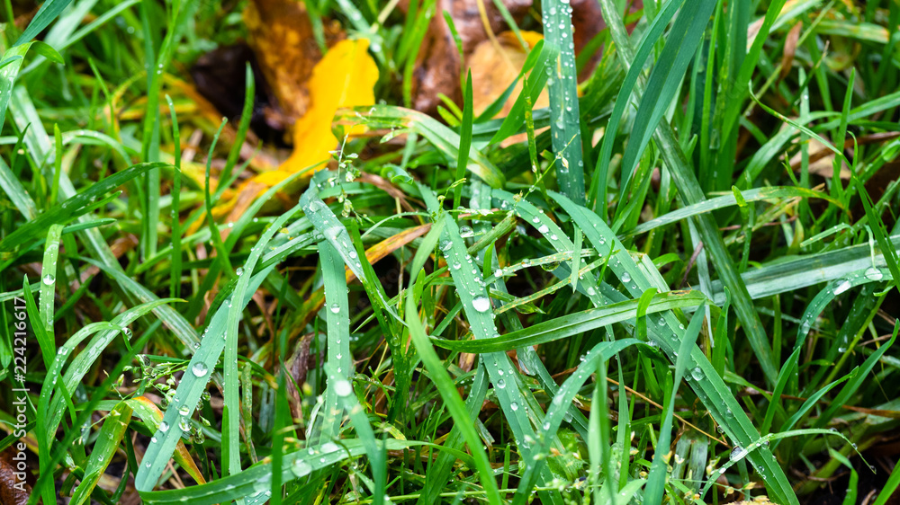 秋雨中草坪上的绿草湿叶