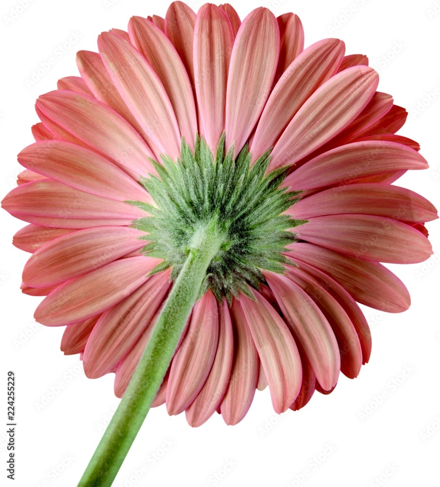 Pink Gerbera Daisy