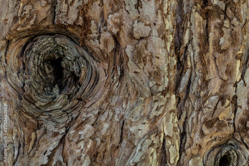 Tree bark