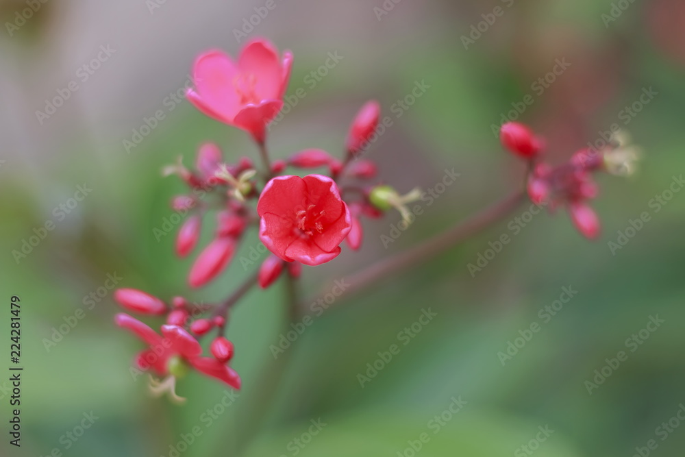 红花是背景模糊的花束。