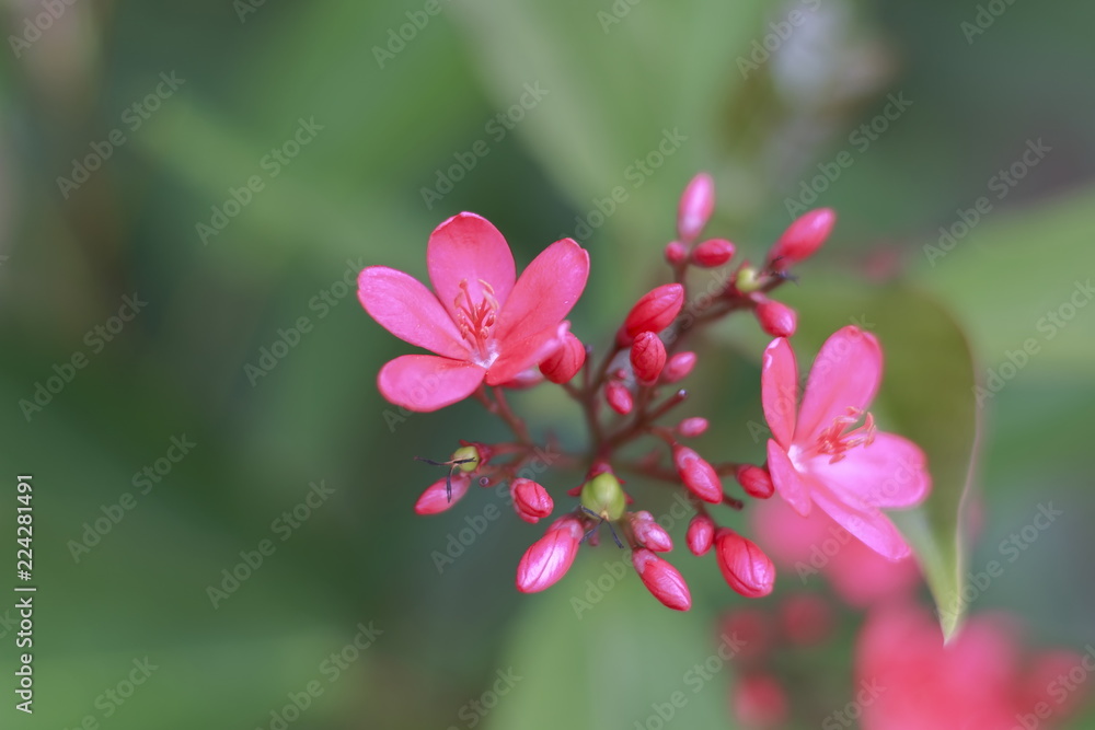 Red flowers are bouquet of backdrop blurred.