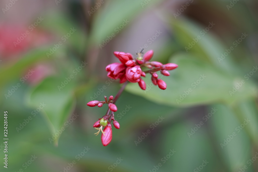 红花是背景模糊的花束。