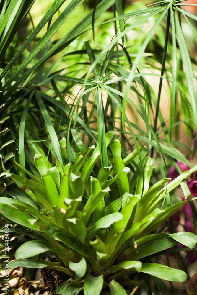 植物园中的绿色植物特写