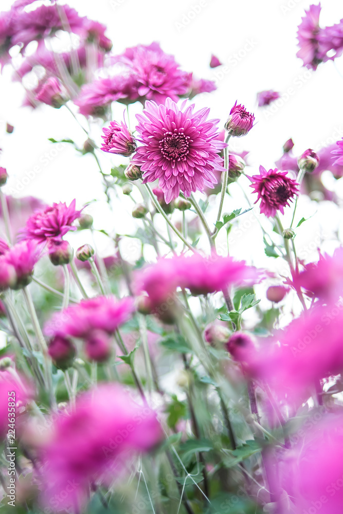 紫菊/朦胧梦幻花背景