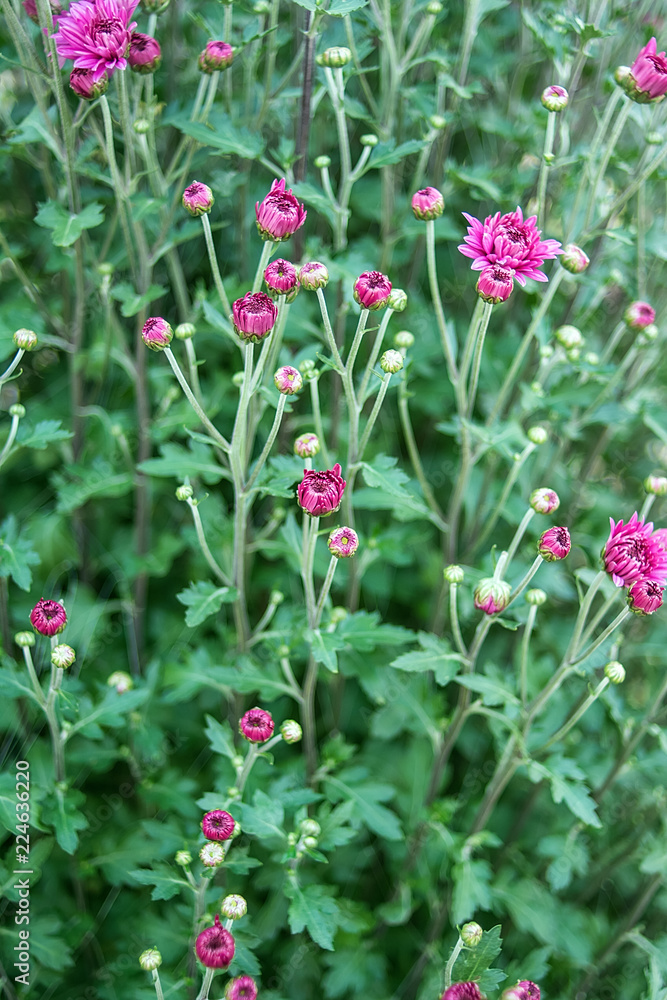 紫色菊花/朦胧梦幻的花朵背景