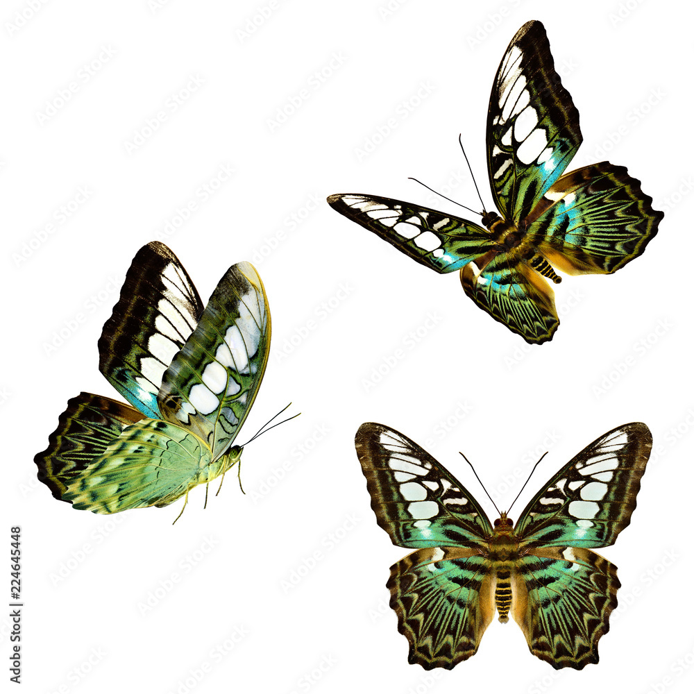 一组美丽的绿色迷彩蝴蝶，自然色的Clipper（Parthenos sylvia）