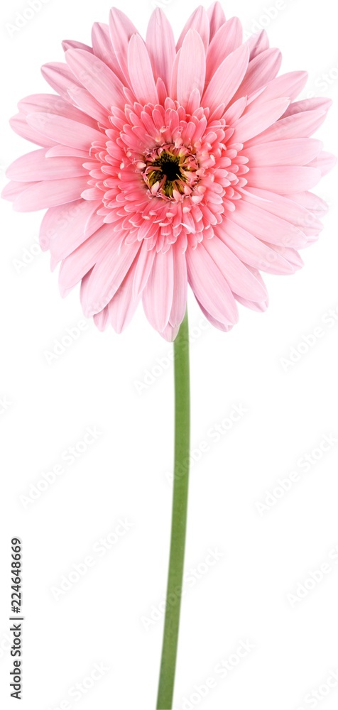 Daisy pink flower green stem close-up blooming petals abloom