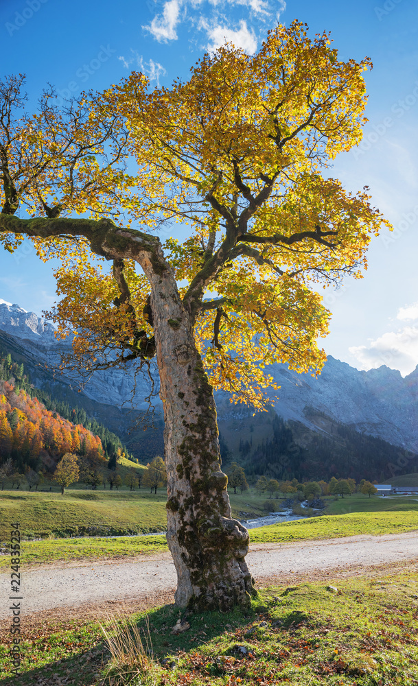 Alter Ahornriese im Karwendel, Herbstlandschaft Tirol