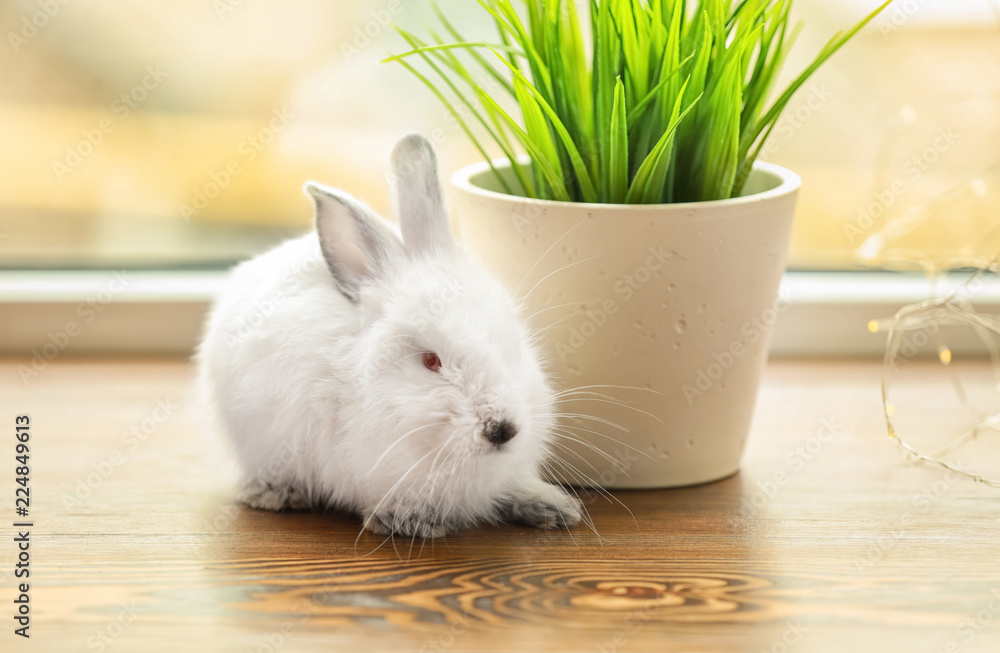 Cute fluffy rabbit and houseplant on window sill