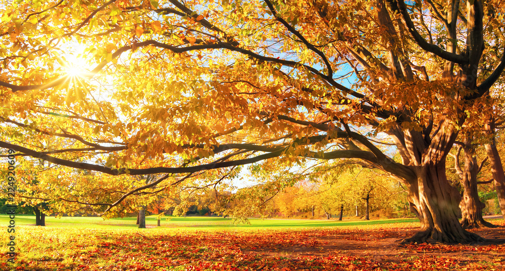 Herbst im Park, großer Baum, Panorama