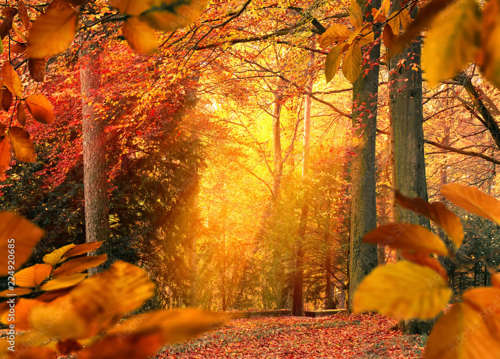 Herbst im Wald, Szene mit stimmungsvollem Licht