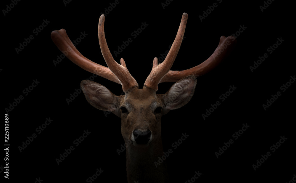 eld deer (Rucervus eldi) head