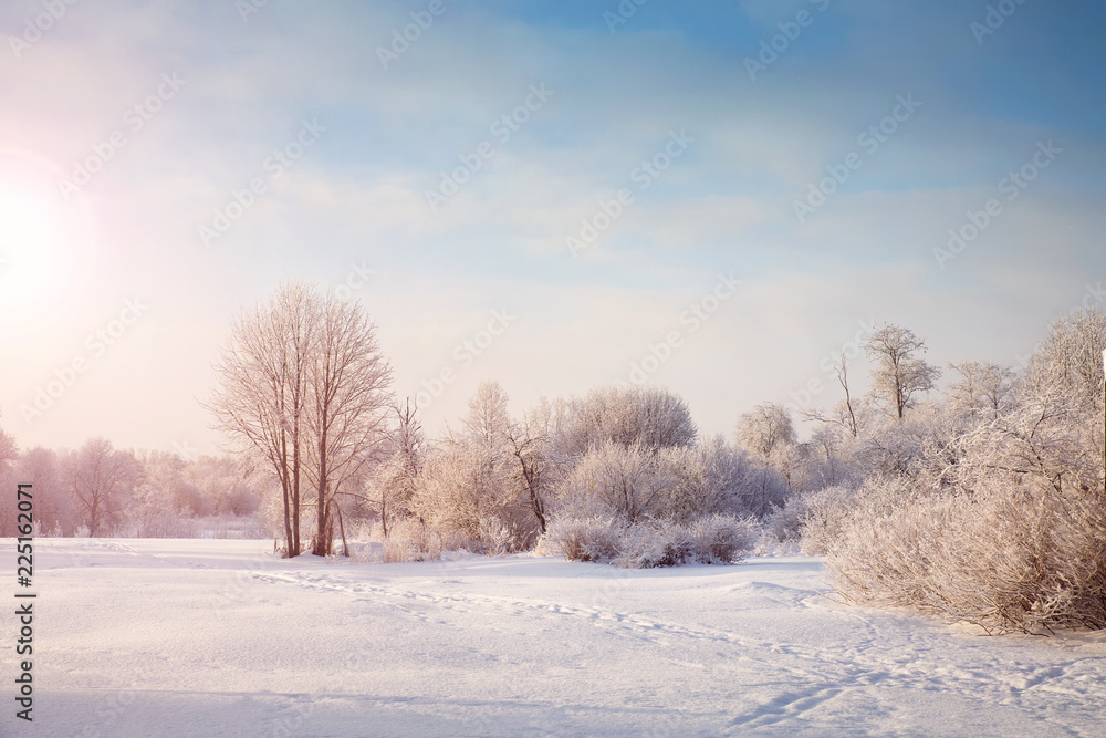 雪中清晨冬季景观中的美丽树木