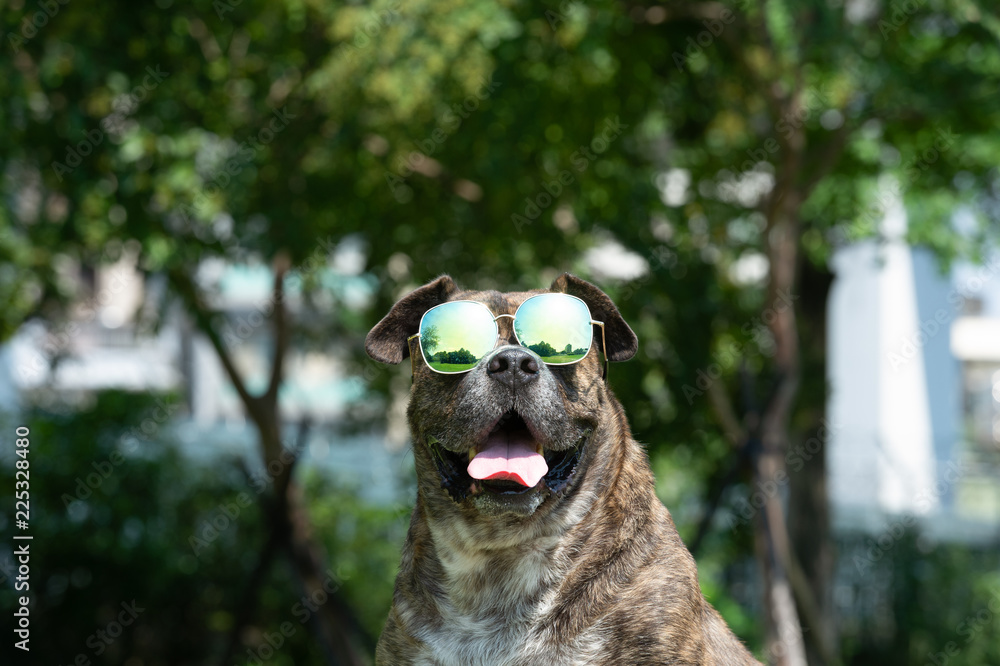 戴着墨镜的快乐狗，斗牛犬，阿姆斯塔夫，公园里的斯塔福德。