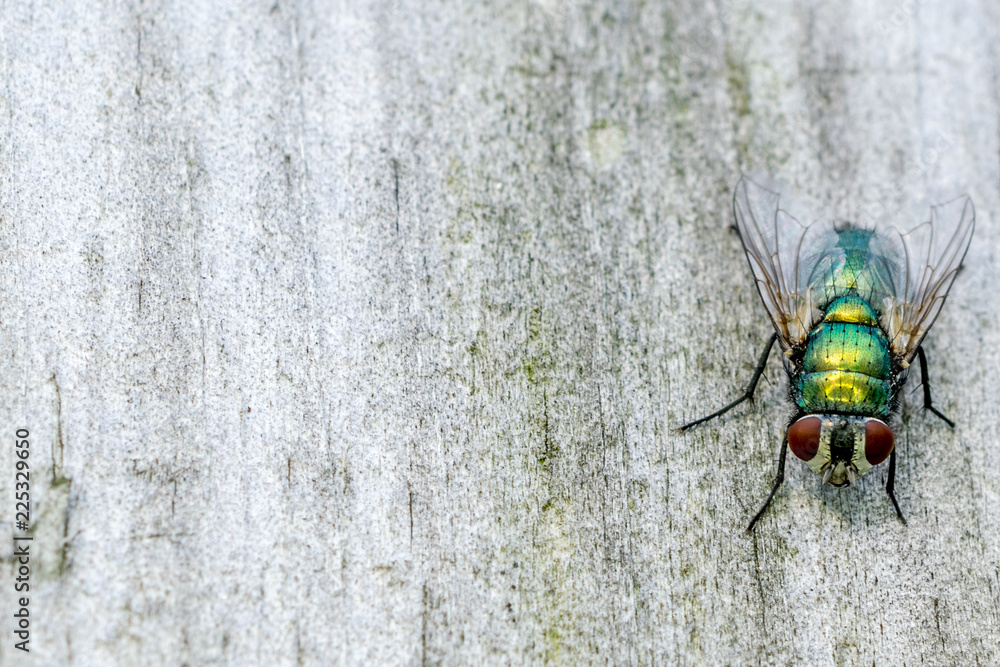 Green Bottle Fly background with space to the left