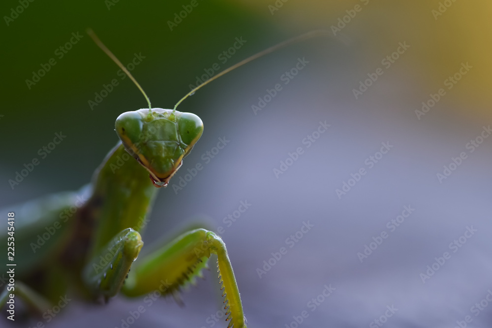 自然背景下绿色螳螂的特写镜头。捕食性昆虫。