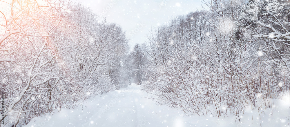 霜冻的早晨，森林里的树木被雪覆盖。降雪时的美丽冬季全景