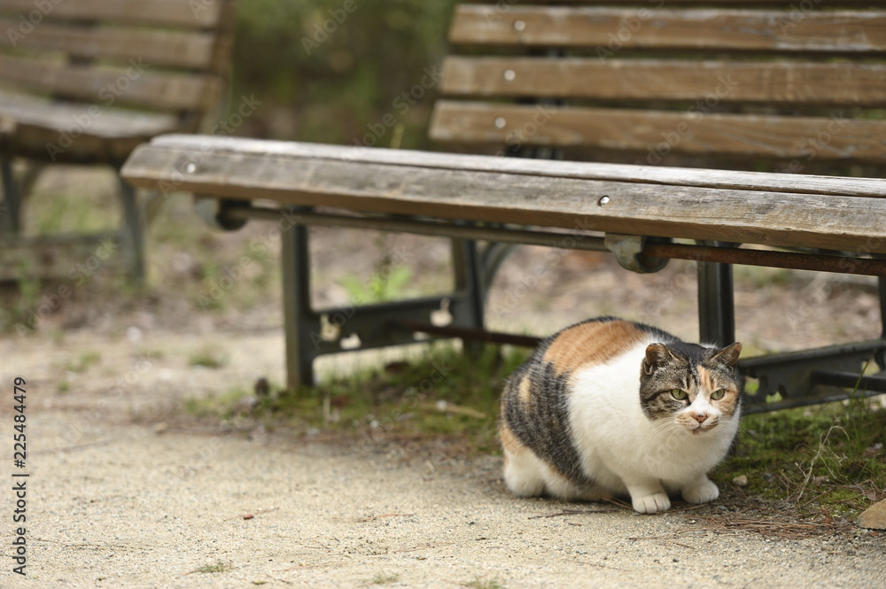 ベンチと猫