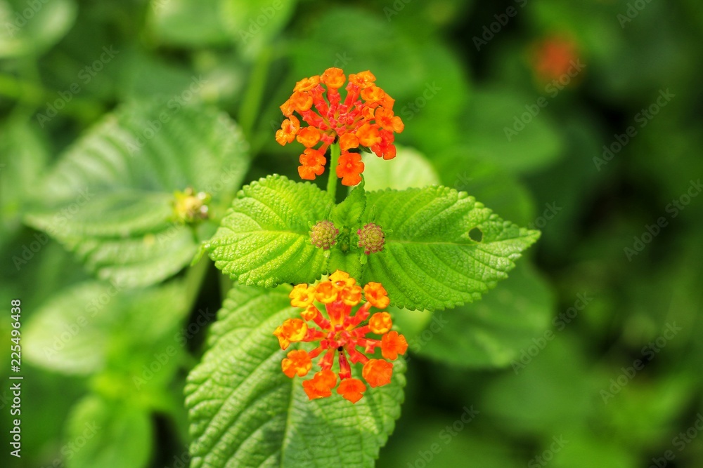 花园里背景上有叶子的花朵模糊不清。