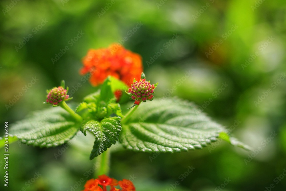 花园里背景上有叶子的花朵模糊不清。