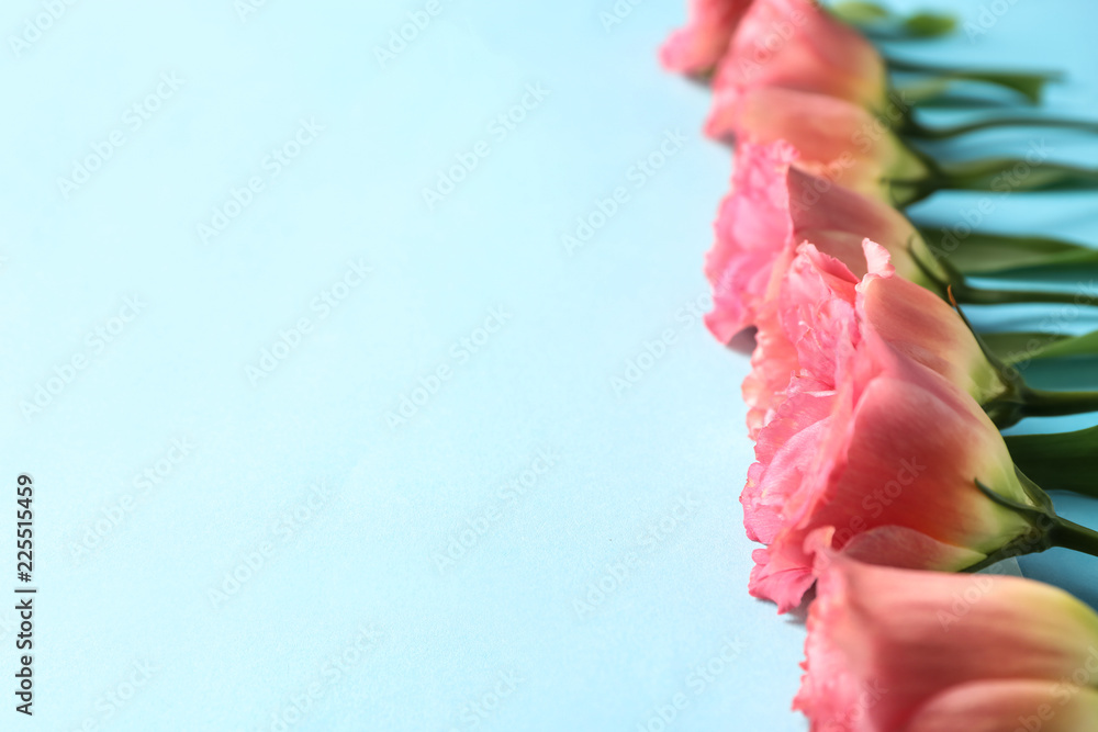 Beautiful blooming flowers on color background