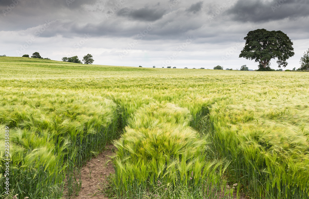 Stormy Sky over Barley field