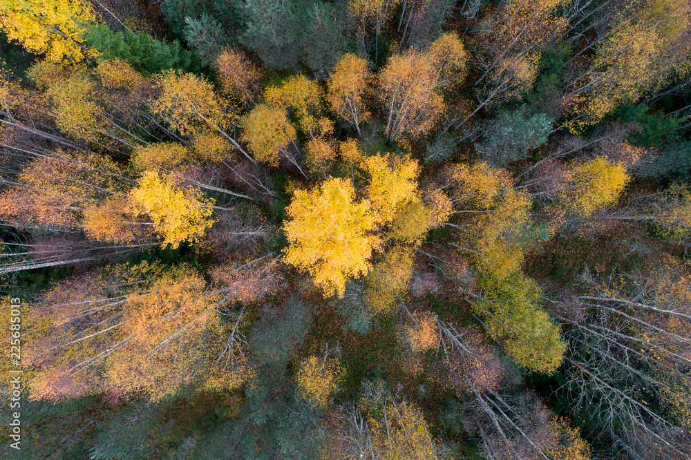 Aerial view of colorful fall foliage of boreal forest in nordic country