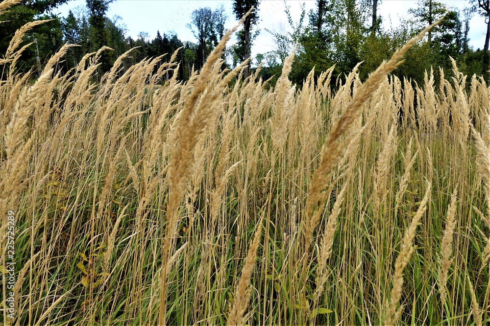 Herbst - Natur - Pflanzen