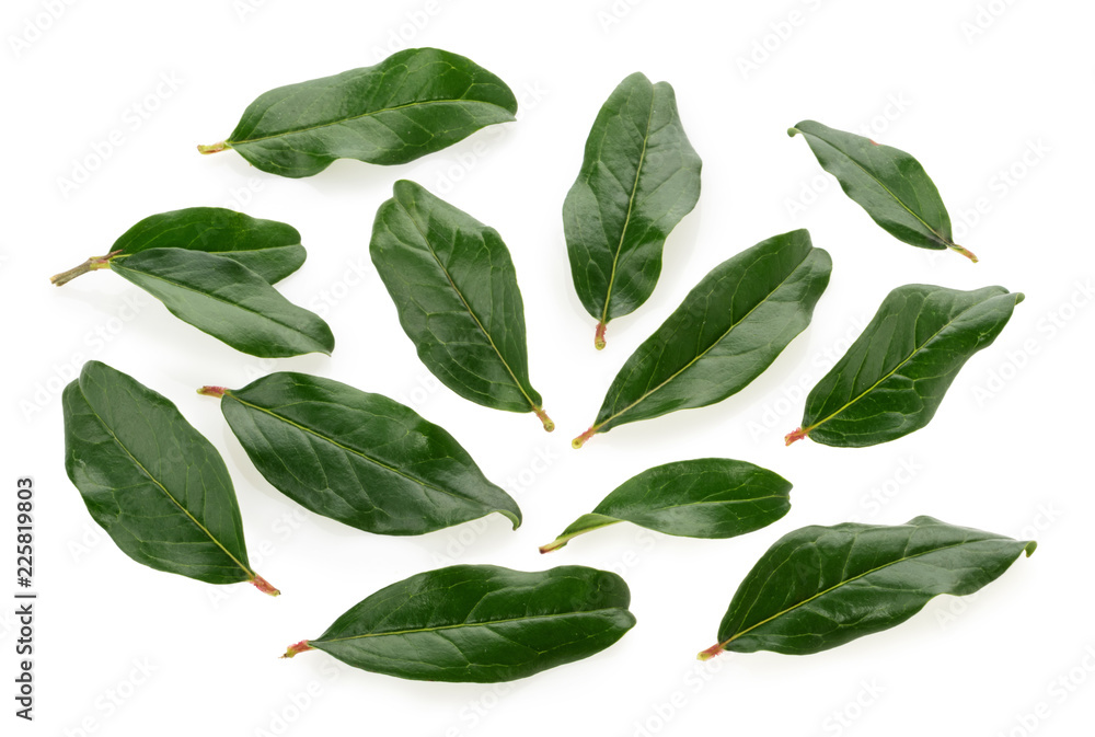 Pomegranate leaves isolated on white background