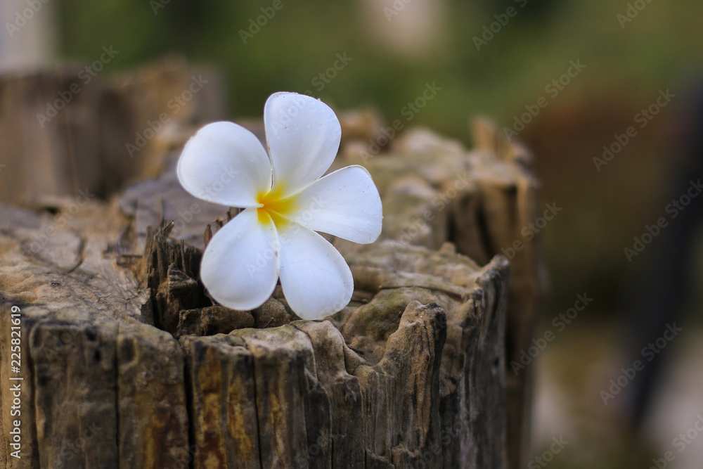 White plumage on old stump