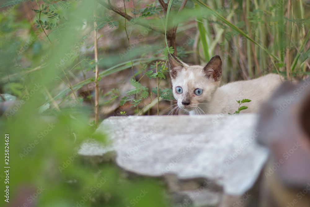 小猫在树上玩耍。