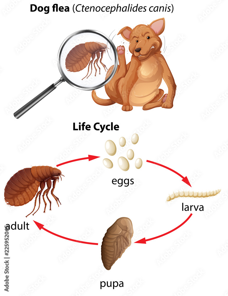 狗跳蚤的生命周期
