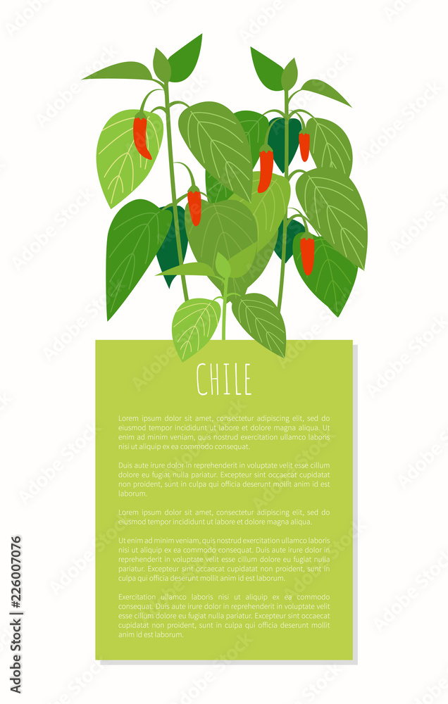 智利辣椒植物彩色矢量插图