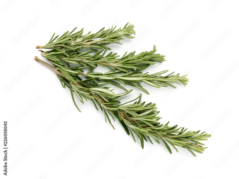 Fresh green rosemary on white background