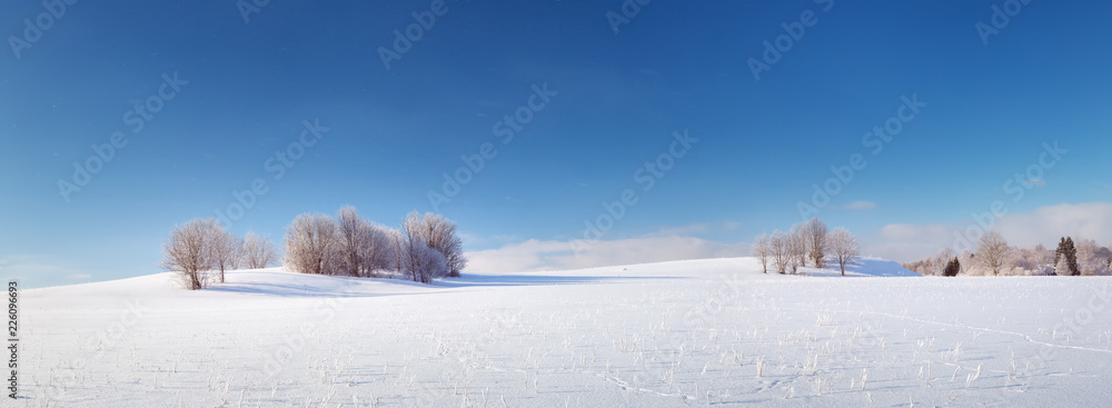 降雪中清晨的冬季景观中的美丽树木