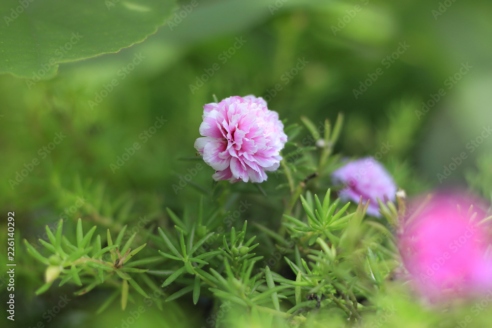 花园里的花朵，在自然美景的模糊绿色背景下长满了叶子。