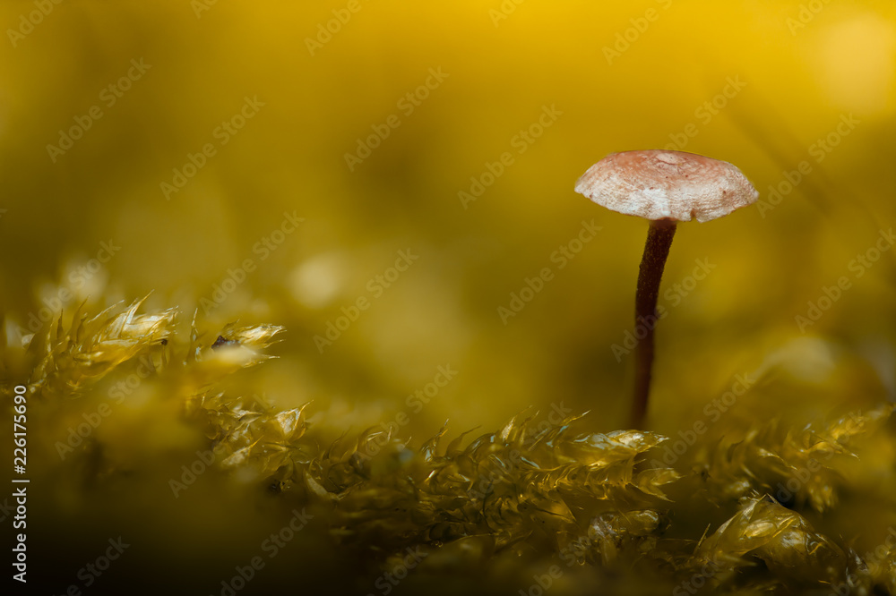 magic mushroom