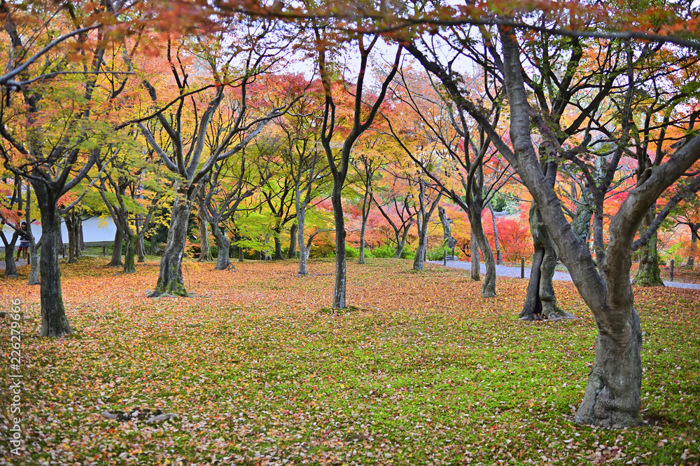 日本庭園に紅葉