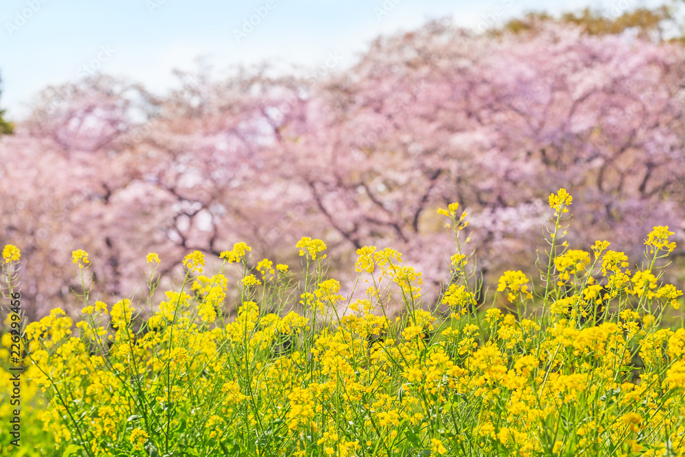 満開の菜の花