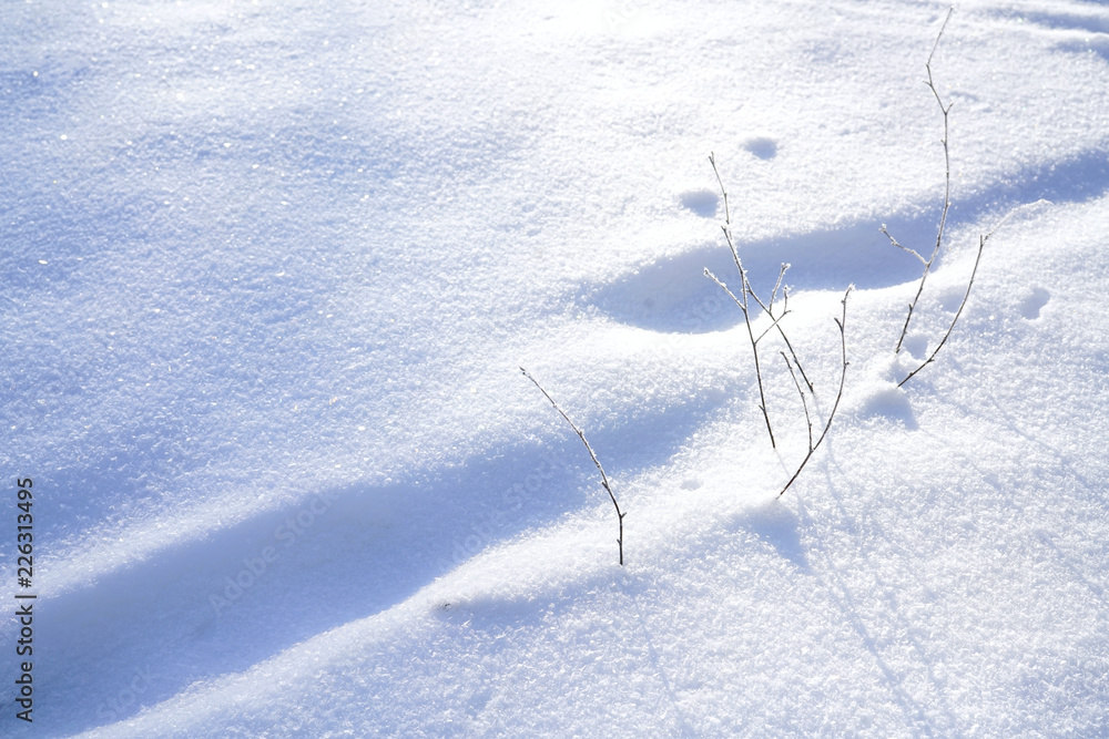 美丽的圣诞冬季自然形象。雪堆中晨曦中的年轻树枝