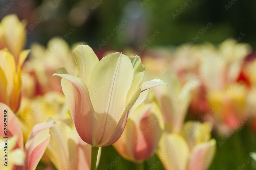 郁金香花园