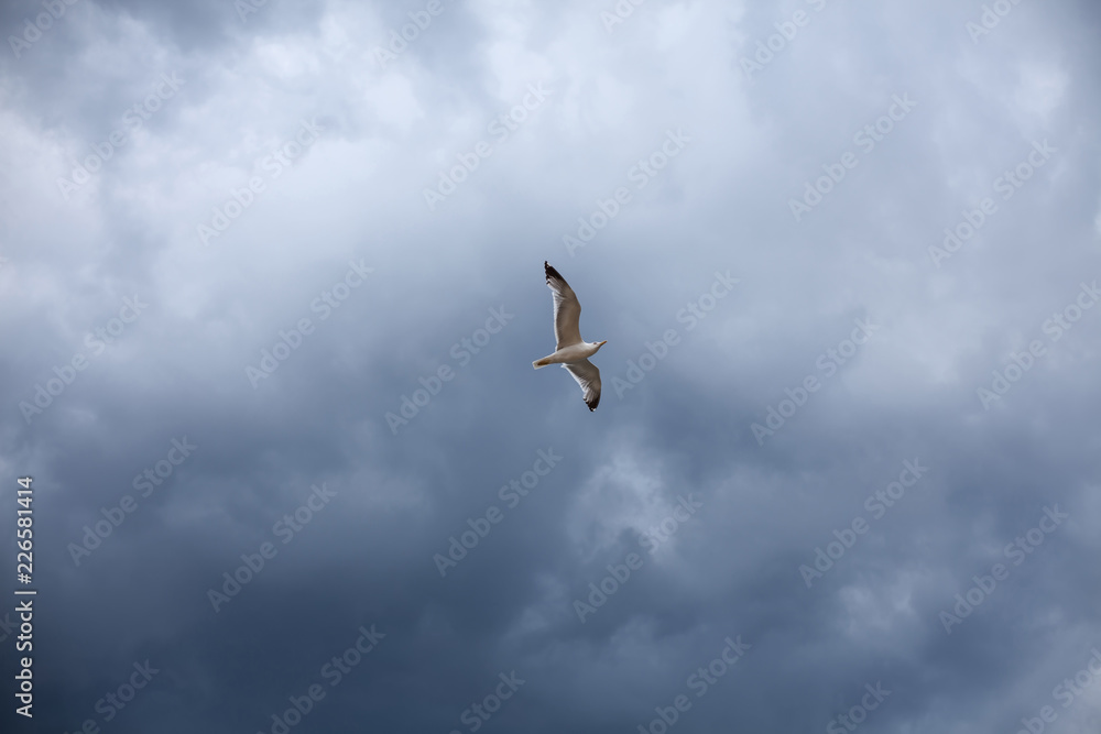 暴风雨的天空，雷雨云下的白色海鸥