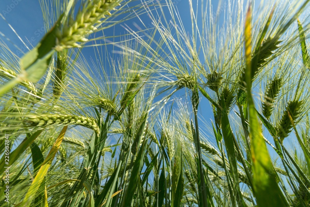 Green Barley / Wheat Field